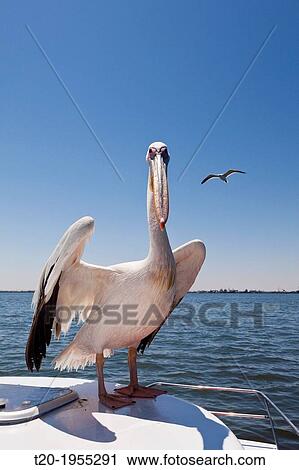 Great White Pelican, Pelecanus onocrotalus, Walvis Bay, Namibia. View Large Photo Image Stock Image - Great White Pelican, Pelecanus onocrotalus, Walvis Bay, Namibia.. Fotosearch