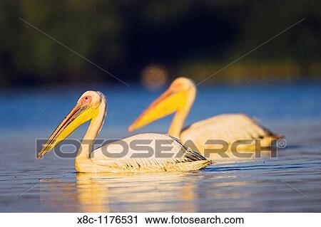 Stock Image - Great White Pelican Pelecanus onocrotalus in the Danube Delta Europe, Eastern Europe, Romania, Danube Delta, 2006. Fotosearch