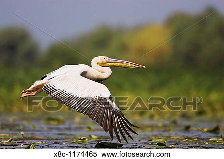 Stock Photography - Great White Pelican Pelecanus onocrotalus flying in the Danube Delta Europe, Eastern Europe, Romania, Danube Delta, 2006. Fotosearch