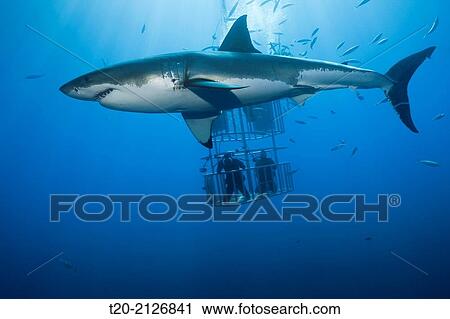 Great White Shark Cage Diving, Carcharodon carcharias, Guadalupe Island, Mexico. View Large Photo Image Stock Image - Great White Shark Cage Diving, Carcharodon carcharias, Guadalupe Island, Mexico.. Fotosearch