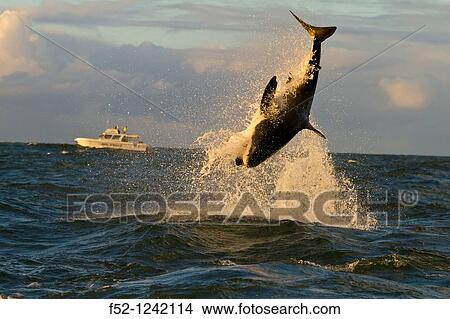 Great White Shark (Carcharodon carcharias), Seal Island, False Bay, South Africa View Large Photo Image Picture - Great White Shark (Carcharodon carcharias), Seal Island, False Bay, South Africa. Fotosearch