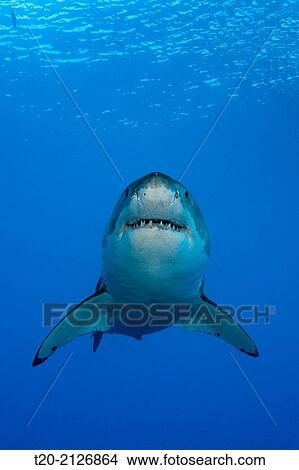 Great White Shark, Carcharodon carcharias, Guadalupe Island, Mexico. View Large Photo Image Picture - Great White Shark, Carcharodon carcharias, Guadalupe Island, Mexico.. Fotosearch