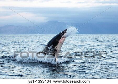 Great White Shark, carcharodon carcharias, Adult Breaching, False Bay in South Africa View Large Photo Image Picture - Great White Shark, carcharodon carcharias, Adult Breaching, False Bay in South Africa. Fotosearch
