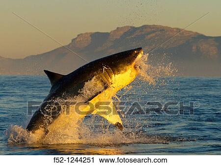 Great White Shark (Carcharodon carcharias), False Bay, South Africa View Large Photo Image Stock Image - Great White Shark (Carcharodon carcharias), False Bay, South Africa. Fotosearch