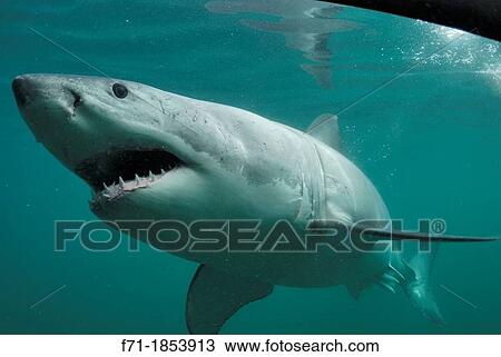 Great white shark Carcharodon carcharias outside a shark cage Stewart Island, New Zealand View Large Photo Image Stock Image - Great white shark Carcharodon carcharias outside a shark cage Stewart Island, New Zealand. Fotosearch