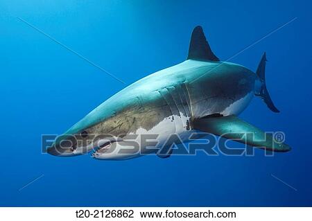 Stock Image - Great White Shark, Carcharodon carcharias, Guadalupe Island, Mexico.. Fotosearch