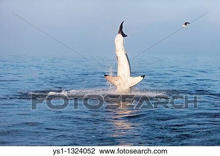 GREAT WHITE SHARK carcharodon carcharias, ADULT BREACHING, FALSE BAY IN SOUTH AFRICA View Large Photo Image Stock Image - GREAT WHITE SHARK carcharodon carcharias, ADULT BREACHING, FALSE BAY IN SOUTH AFRICA. Fotosearch