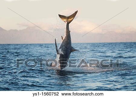 Stock Image - Great White Shark, carcharodon carcharias, Adult Breaching, False Bay in South Africa. Fotosearch