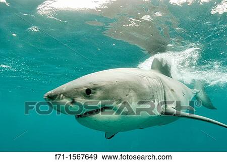 Great white shark Carcharodon carcharias Stewart Island, New Zealand View Large Photo Image Stock Photo - Great white shark Carcharodon carcharias Stewart Island, New Zealand. Fotosearch