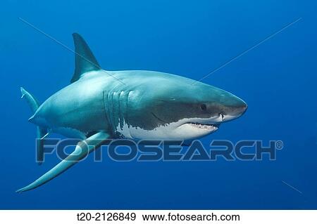 Great White Shark, Carcharodon carcharias, Guadalupe Island, Mexico. View Large Photo Image Stock Photo - Great White Shark, Carcharodon carcharias, Guadalupe Island, Mexico.. Fotosearch