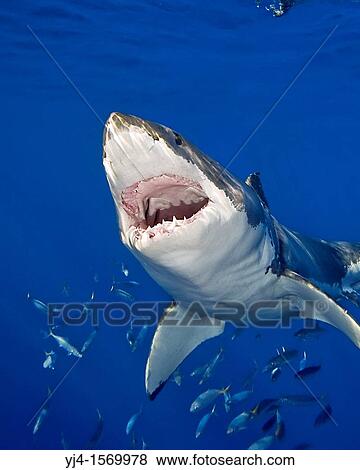great white shark, Carcharodon carcharias, with open jaw, Guadalupe Island, Mexico, Pacific Ocean View Large Photo Image Stock Photo - great white shark, Carcharodon carcharias, with open jaw, Guadalupe Island, Mexico, Pacific Ocean. Fotosearch