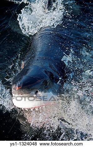 GREAT WHITE SHARK carcharodon carcharias, ADULT ATTACKING WITH OPEN MOUTH, FALSE BAY IN SOUTH AFRICA View Large Photo Image Stock Photo - GREAT WHITE SHARK carcharodon carcharias, ADULT ATTACKING WITH OPEN MOUTH, FALSE BAY IN SOUTH AFRICA. Fotosearch