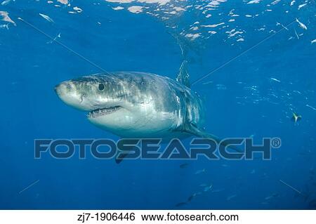 Great White Shark, Carcharodon carcharias, Guadalupe Island, Baja California, Mexico View Large Photo Image Stock Photograph - Great White Shark, Carcharodon carcharias, Guadalupe Island, Baja California, Mexico. Fotosearch
