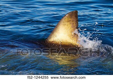 Stock Photography - Great White Shark (Carcharodon carcharias), False Bay, South Africa. Fotosearch