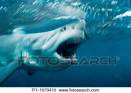 Stock Photography - Great white shark Carcharodon carcharias going for a bait Stewart Island, New Zealand. Fotosearch