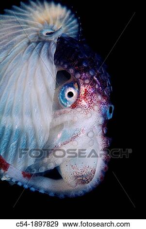 Greater Argonaut, Paper Nautilus, Argonauta argo, Eastern Atlantic, Galicia, Spain View Large Photo Image Stock Photo - Greater Argonaut, Paper Nautilus, Argonauta argo, Eastern Atlantic, Galicia, Spain. Fotosearch