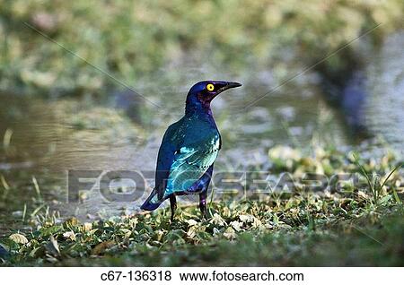 Stock Photo - Greater Blue-eared Starling (Lamprotornis chalybaeus). Fotosearch