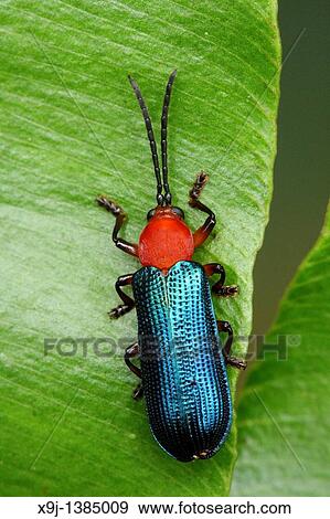 Greater caterpillar hunter Calosoma sycophanta View Large Photo Image Stock Photo - Greater caterpillar hunter Calosoma sycophanta. Fotosearch