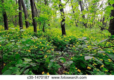 greater celandine in wood View Large Photo Image Stock Photo - greater celandine in wood. Fotosearch