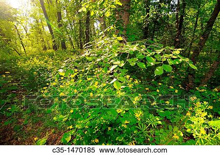 greater celandine in wood View Large Photo Image Stock Photography - greater celandine in wood. Fotosearch
