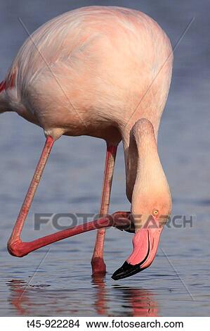 Greater Flamingo (Phoenicopterus ruber). Camargue Regional Nature Park, Bouches-du-Rh? ne, France View Large Photo Image Picture - Greater Flamingo (Phoenicopterus ruber). Camargue Regional Nature Park, Bouches-du-Rh? ne, France. Fotosearch