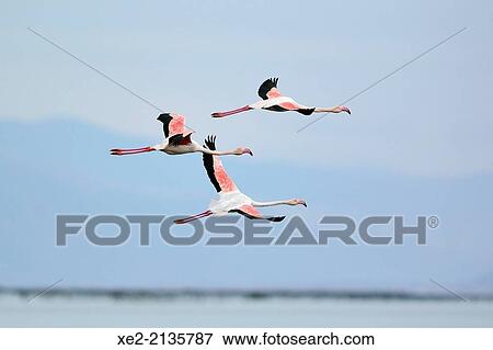 Stock Photo - Greater Flamingo Phoenicopterus roseus, Greece. Fotosearch