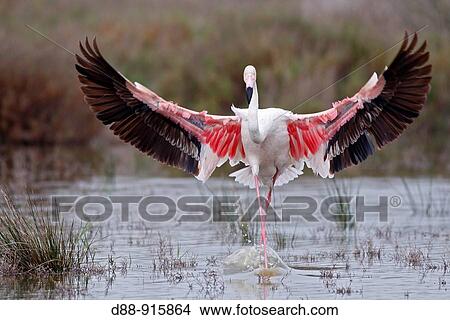 Greater Flamingo (Phoenicopterus ruber) View Large Photo Image Picture - Greater Flamingo (Phoenicopterus ruber). Fotosearch