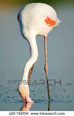 Picture - Greater Flamingo (Phoenicopterus ruber roseus). Fotosearch