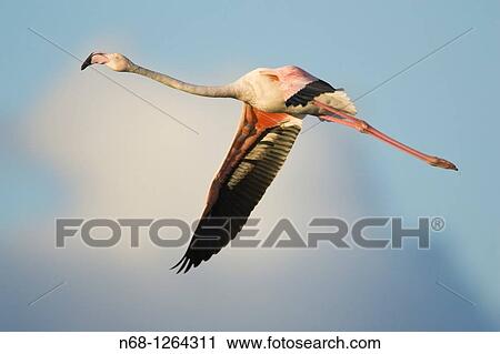 Greater Flamingo Phoenicopterus ruber flying at PN Ses Salines, Eivissa, Spain View Large Photo Image Stock Image - Greater Flamingo Phoenicopterus ruber flying at PN Ses Salines, Eivissa, Spain. Fotosearch