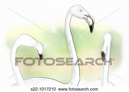 Greater Flamingo, Phoenicopterus ruber View Large Photo Image Stock Image - Greater Flamingo, Phoenicopterus ruber. Fotosearch