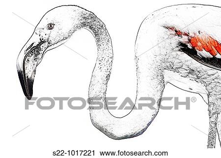 Greater Flamingo, Phoenicopterus ruber View Large Photo Image Stock Image - Greater Flamingo, Phoenicopterus ruber. Fotosearch