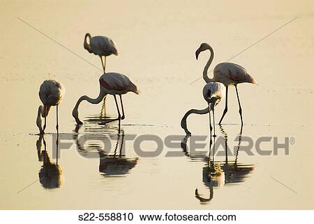 Greater Flamingo, Phoenicopterus ruber, Laguna Larga de Villacaas, Toledo, Castilla La Mancha, Spain. View Large Photo Image Stock Image - Greater Flamingo, Phoenicopterus ruber, Laguna Larga de Villacaas, Toledo, Castilla La Mancha, Spain.. Fotosearch