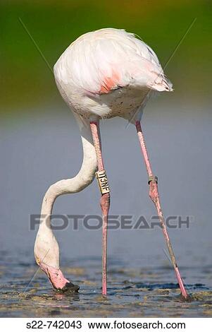 Greater Flamingo (Phoenicopterus ruber roseus) View Large Photo Image Stock Image - Greater Flamingo (Phoenicopterus ruber roseus). Fotosearch
