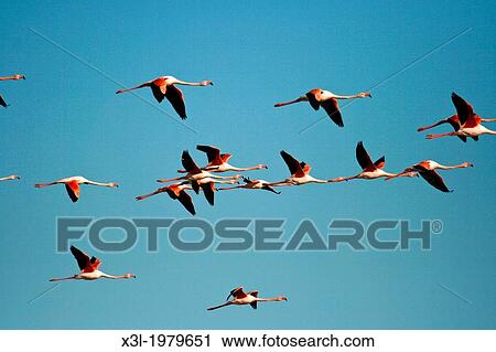 Greater Flamingo, Phoenicopterus ruber, Delta del Ebre natural park. Tarragona. Espaa View Large Photo Image Stock Image - Greater Flamingo, Phoenicopterus ruber, Delta del Ebre natural park. Tarragona. Espaa. Fotosearch
