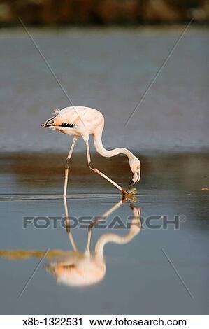 Stock Image - Greater Flamingo Phoenicopterus ruber feeding in the calm water lagoon behind Cormorant Point, on Floreana Island in the Galapagos Island Archipelago Pacific Ocean. Fotosearch