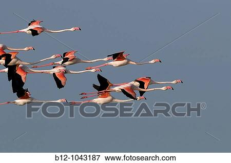 Greater Flamingo (Phoenicopterus ruber) View Large Photo Image Stock Photo - Greater Flamingo (Phoenicopterus ruber). Fotosearch