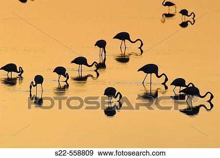 Greater Flamingo, Phoenicopterus ruber, Laguna Larga de Villacaas, Toledo, Castilla La Mancha, Spain. View Large Photo Image Stock Photo - Greater Flamingo, Phoenicopterus ruber, Laguna Larga de Villacaas, Toledo, Castilla La Mancha, Spain.. Fotosearch