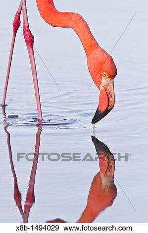 Greater flamingo Phoenicopterus ruber foraging for small pink shrimp Artemia salina in saltwater lagoon in the Galapagos Island Archipelago, Ecuador View Large Photo Image Stock Photo - Greater flamingo Phoenicopterus ruber foraging for small pink shrimp Artemia salina in saltwater lagoon in the Galapagos Island Archipelago, Ecuador. Fotosearch