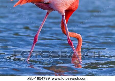 Greater flamingo Phoenicopterus ruber foraging for small shrimp Artemia salina at Las Bachas, Santa Cruz Island, Galapagos Islands, Ecuador View Large Photo Image Stock Photo - Greater flamingo Phoenicopterus ruber foraging for small shrimp Artemia salina at Las Bachas, Santa Cruz Island, Galapagos Islands, Ecuador. Fotosearch