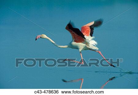 Stock Photograph - Greater Flamingo (Phoenicopterus ruber) taking off at the Laguna de Fuente de Piedra near the town of Antequera; this is the largest natural lake in Andaluc? a and Europe's only inland breeding ground for this species. Province of MBlaga, Andaluc? a, Spain.. Fotosearch