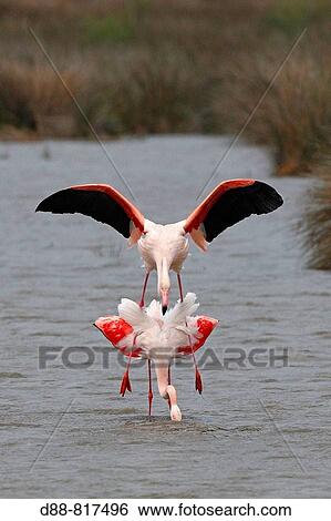 Greater Flamingo (Phoenicopterus ruber) mating. Bouches-du-Rh? ne, France View Large Photo Image Stock Photograph - Greater Flamingo (Phoenicopterus ruber) mating. Bouches-du-Rh? ne, France. Fotosearch