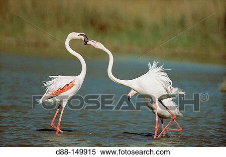 Greater Flamingo (Phoenicopterus ruber) View Large Photo Image Stock Photography - Greater Flamingo (Phoenicopterus ruber). Fotosearch