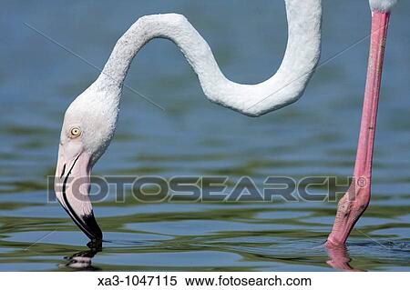 greater flamingo Phoenicopterus ruber at lagoon, Valencia, Spain View Large Photo Image Stock Photography - greater flamingo Phoenicopterus ruber at lagoon, Valencia, Spain. Fotosearch