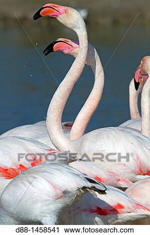 Greater Flamingo (Phoenicopterus ruber), Camargue, Bouches-du-Rh? ne, France View Large Photo Image Stock Image - Greater Flamingo (Phoenicopterus ruber), Camargue, Bouches-du-Rh? ne, France. Fotosearch
