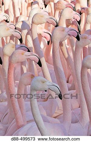 Greater Flamingo (Phoenicopterus ruber). Bouches du Rhone. France. View Large Photo Image Stock Image - Greater Flamingo (Phoenicopterus ruber). Bouches du Rhone. France.. Fotosearch