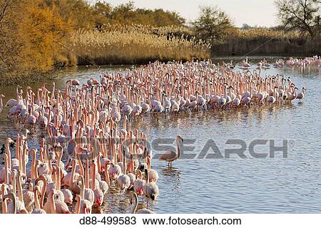Stock Image - Greater Flamingo (Phoenicopterus ruber). Bouches du Rhone. France.. Fotosearch