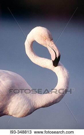 Greater Flamingo (Phoenicopterus ruber). Camargue, France View Large Photo Image Stock Image - Greater Flamingo (Phoenicopterus ruber). Camargue, France. Fotosearch
