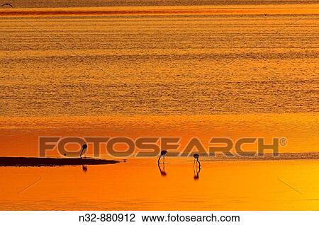 Greater Flamingo (Phoenicopterus ruber), Fuente de Piedra Lagoon at sunset. Malaga province, Andalusia, Spain View Large Photo Image Stock Image - Greater Flamingo (Phoenicopterus ruber), Fuente de Piedra Lagoon at sunset. Malaga province, Andalusia, Spain. Fotosearch