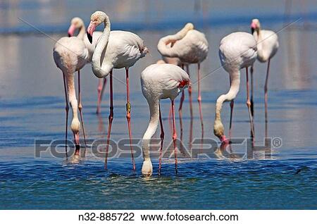Stock Image - Greater Flamingo (Phoenicopterus ruber), Fuente de Piedra Lagoon. Malaga province, Andalusia, Spain. Fotosearch