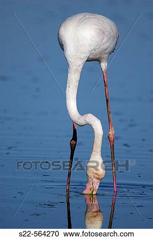 Stock Image - Greater Flamingo (Phoenicopterus ruber). Toledo, Castilla La Mancha, Spain.. Fotosearch